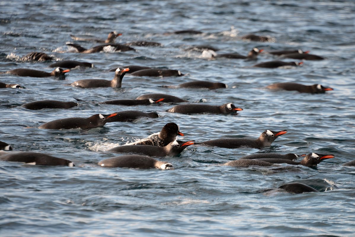 10B Penguins Swim Toward The Shore Of Cuverville Island On Quark Expeditions Antarctica Cruise